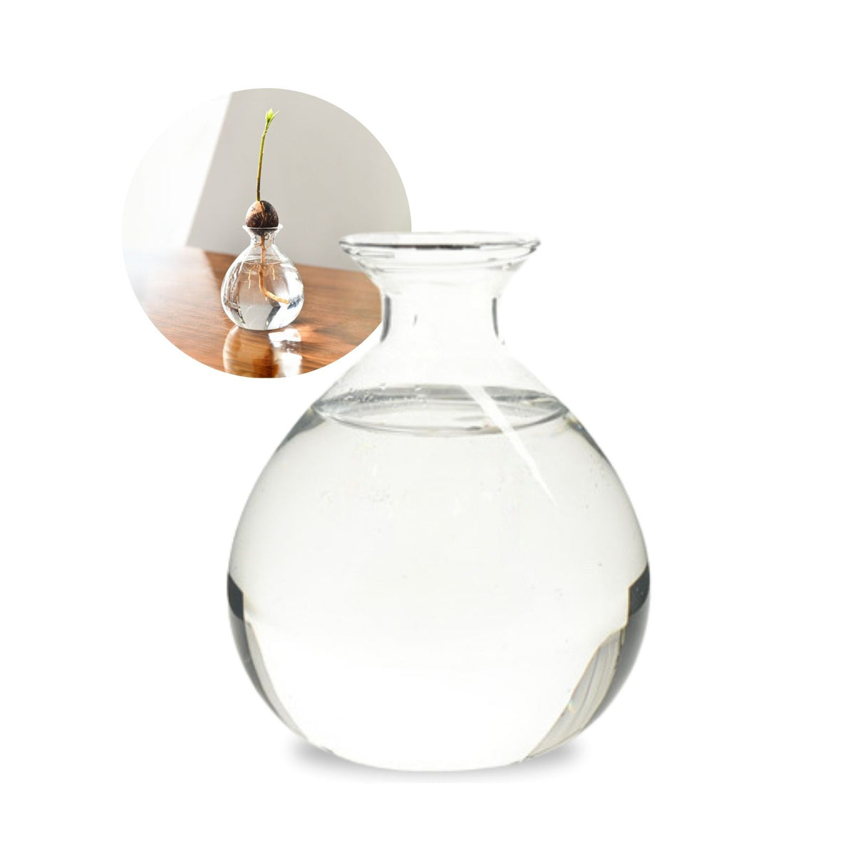 Avocadobaum-Glas Avocado-Vase Hydrokultur-Vase Hyazinthenglas