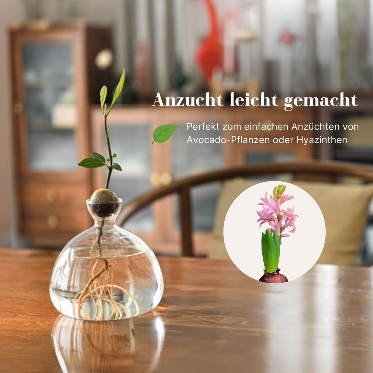 Avocado-Blumentopf Avocado-Anzucht Hydrokultur-Vase Glas-Pflanztopf
